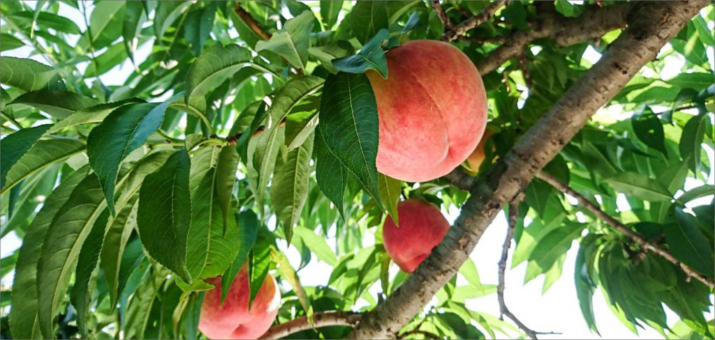 Peach picking (Katsuragi Town)
