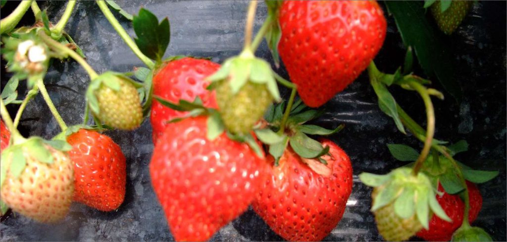 Strawberry picking (Gobo City)