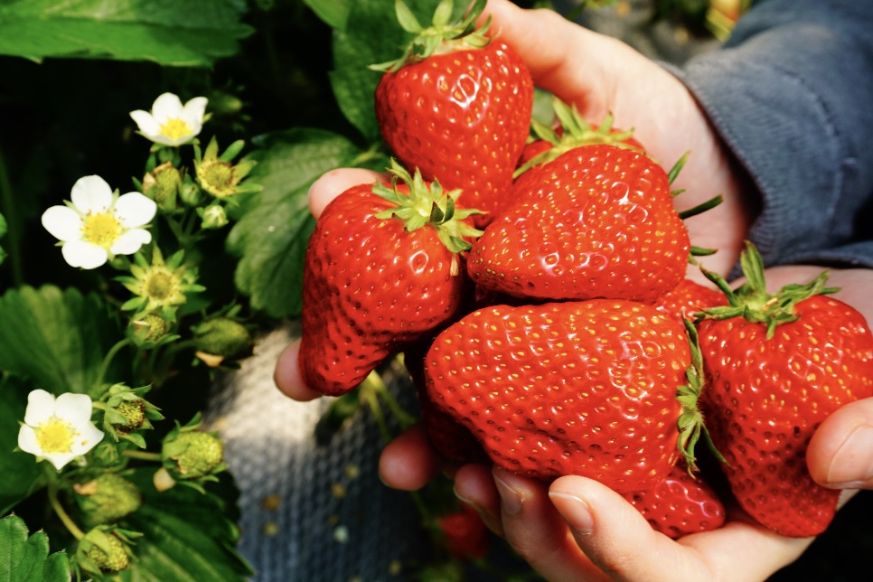 2025-strawberry-picking-wakayama.jpg